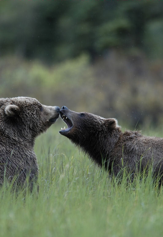 Denali Backcountry Adventure